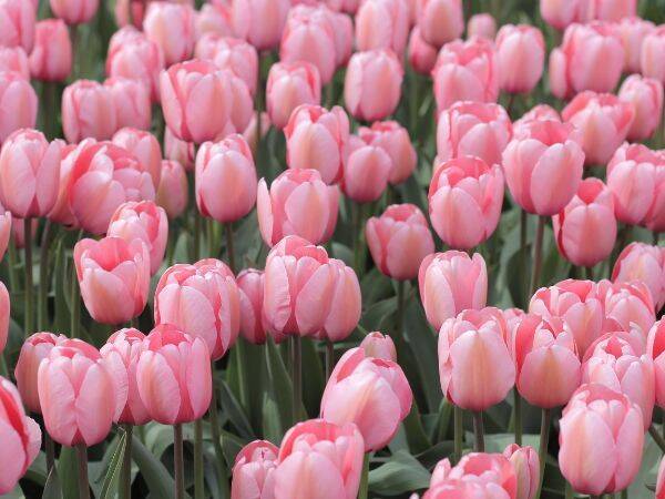 Kolorowe tulipany i narcyzy na wiosnę - jakie odmiany wybrać?