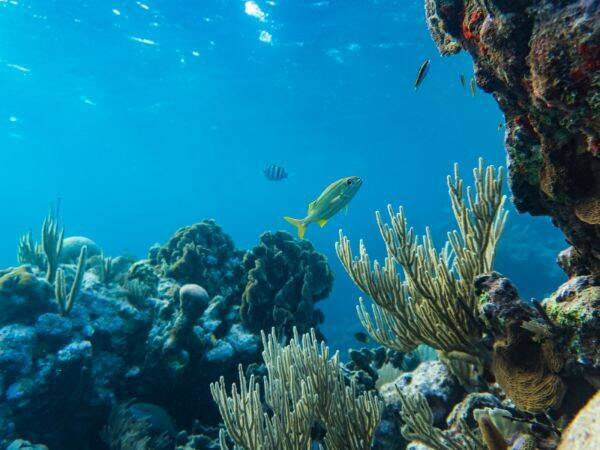 Fauna i flora w morzach i oceanach - jakie gatunki występują w różnych strefach morskich i jakie są ich funkcje ekologiczne